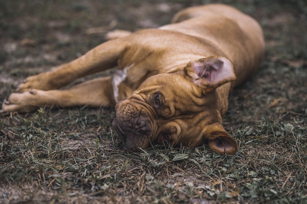 Dois cachorros brincando no chão