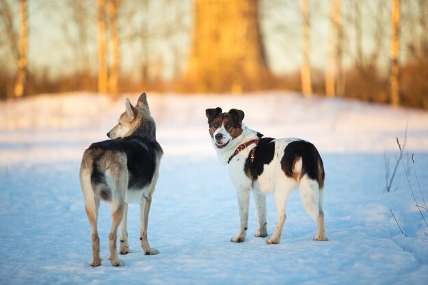 Dois cachorros caminhando na neve no campo de inverno