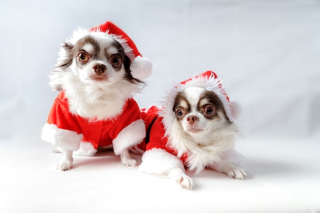 Dois cachorros chihuahua vestindo fantasias de Papai Noel vermelho