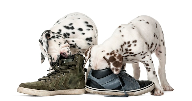 Dois cachorros dálmatas mastigando sapatos