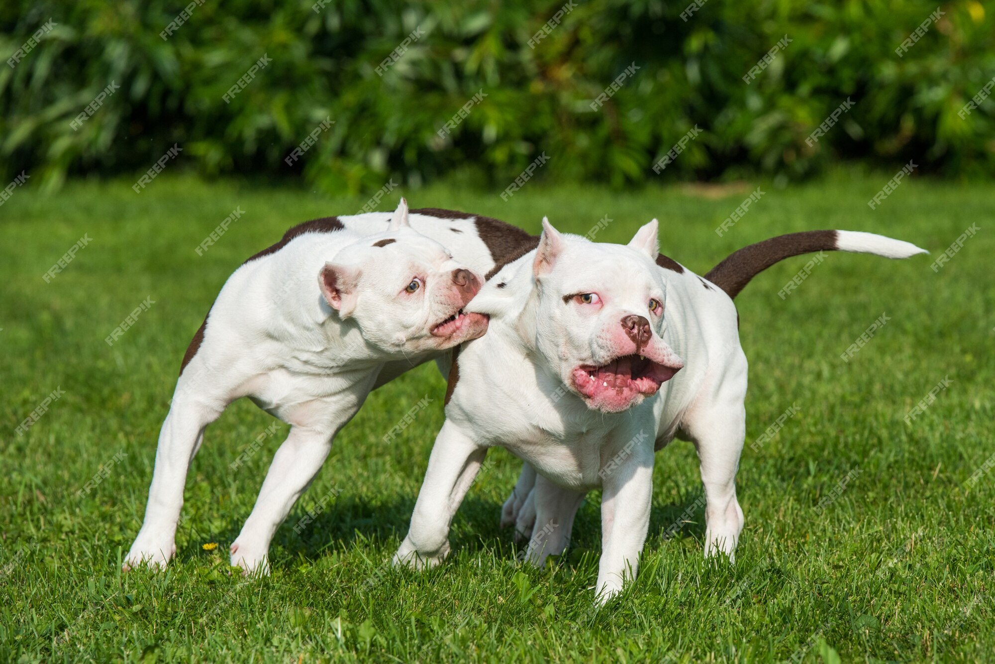 Jogo De Dois Cães Que Luta No Campo Gramíneo Foto de Stock - Imagem de  exterior, jogo: 70741050