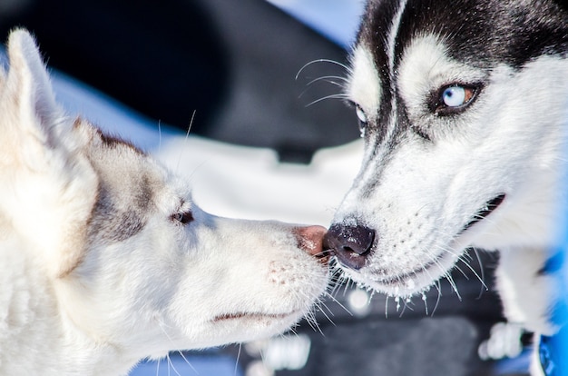 Dois, cachorros, de, husky siberiano, raça, sniffing, seu, narizes