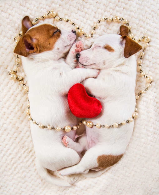 Foto dois cachorros filhotes de cachorro engraçado no amor jack russell terrier estão mentindo juntos.