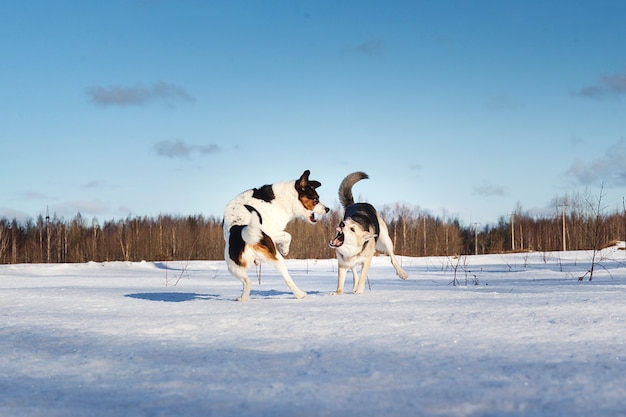 Dois cachorros fofos brigando e brincando no campo de inverno na neve