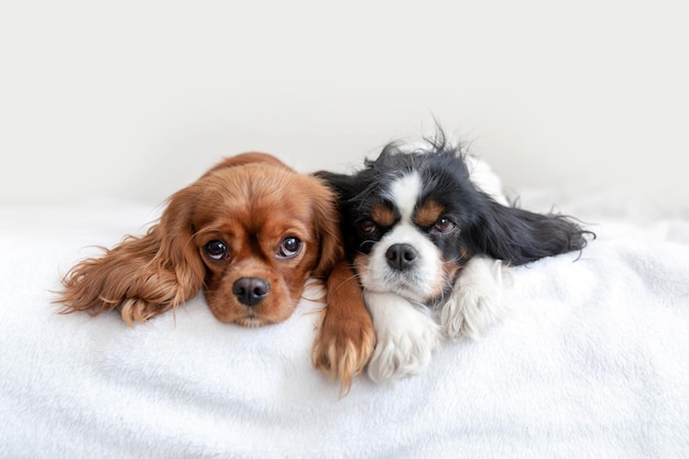 Dois cachorros fofos deitados juntos na cama