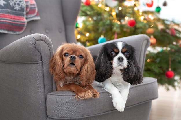 Dois cachorros fofos na poltrona com árvore de natal ao fundo