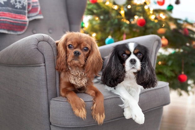 Dois cachorros fofos na poltrona com árvore de natal ao fundo