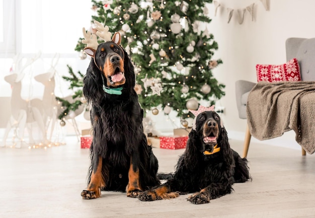 Dois cachorros gordon setter na época do natal em retrato de férias em casa. cachorrinhos de raça pura com presentes de natal e luzes de ano novo no fundo