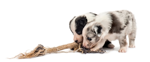 Dois cachorros mestiços brincando com uma corda isolada no branco