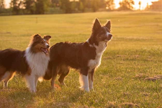 Dois cachorros parados em um campo com o sol brilhando sobre eles