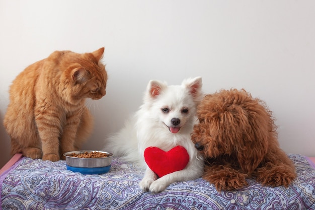 Dois cachorros pequenos, pomeranian branco e poodle miniatura marrom-vermelho, estão deitados na maca, um gato vermelho está sentado ao lado de uma tigela de comida e olha para eles. cachorro branco tem coração de brinquedo vermelho nas patas.