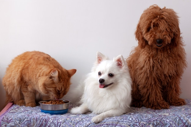 Dois cachorros pequenos, um pomeranian branco e um poodle miniatura marrom-vermelho, estão deitados em uma maca, um gato vermelho está sentado ao lado de uma tigela de comida e comendo.