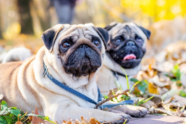 Dois cachorros pug deitam na grama em um parque de outono com um olhar atento