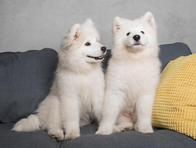 Dois cachorros samoiedos estão sentados no sofá cinza