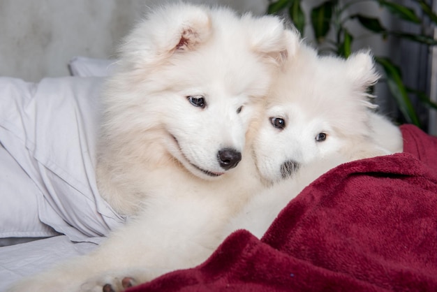 Dois cachorros samoiedos na cama vermelha no fundo do quarto