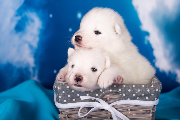 Dois cachorros samoyed pequenos e fofinhos brancos estão em fundo azul
