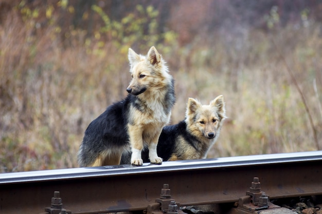 Dois cachorros sem-teto perto da ferrovia
