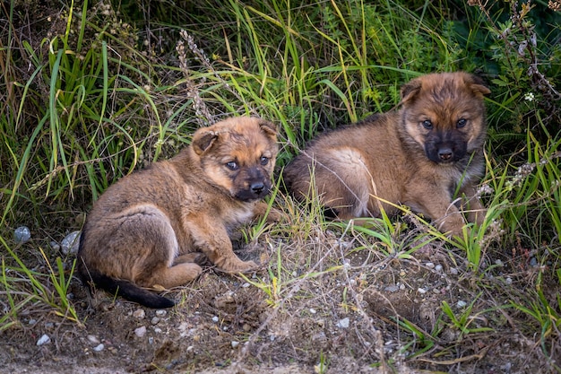 Dois cachorros sem-teto sentam-se juntos na grama