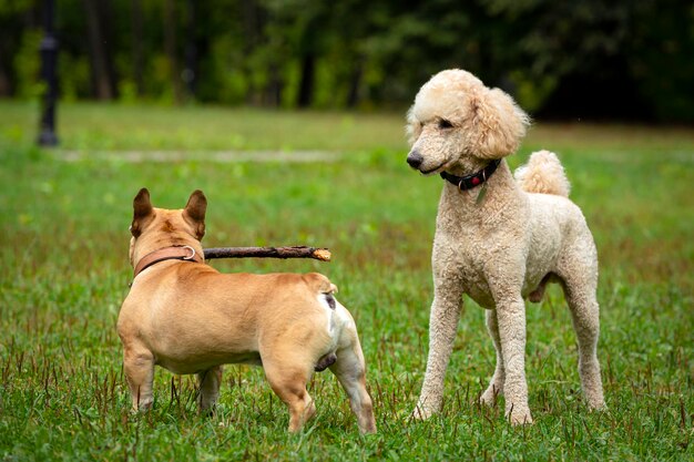 Dois cachorros, um bulldog e um poodle, brincam com um pedaço de pau em um campo