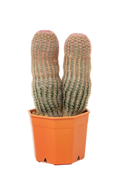 Foto dois cactos em um vaso laranja isolado em fundo branco