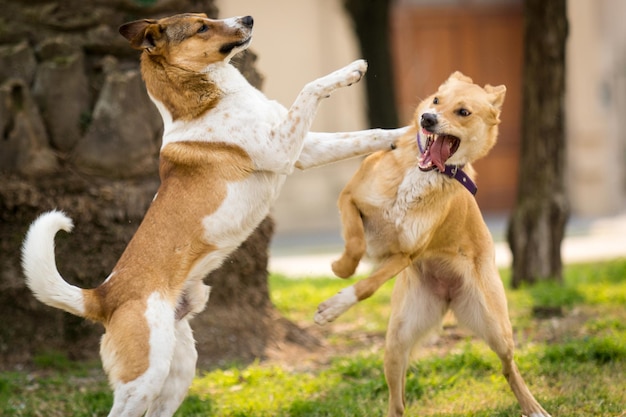 Dois cães a lutar.