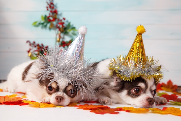 Dois cães adoráveis da chihuahua que vestem um chapéu cônico do ano novo em festivo.