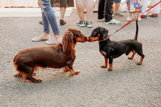 Dois cães bassês se conhecem e se cumprimentam com o nariz. passeando com os cachorros. espaço para animais de estimação no parque da cidade em um dia de verão.