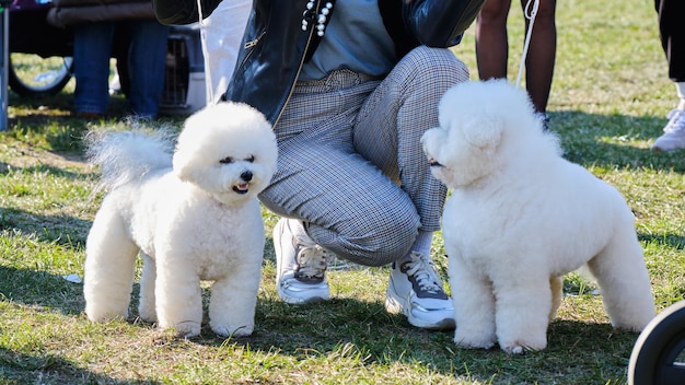 Dois cães Bichon frita no show na preparação de pedigree de corte de cabelo