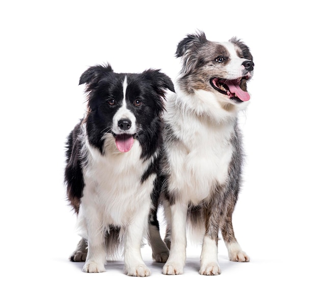 Dois cães border collie ofegantes e de pé em fundo branco