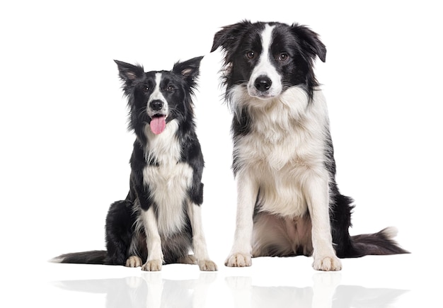 Dois cães Border Collie pretos e brancos sentados lado a lado em um fundo branco, um com a língua para fora, exibindo seu comportamento alerta e inteligente