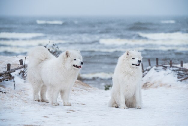 Dois cães brancos de Samoa em uma praia de neve na Letônia