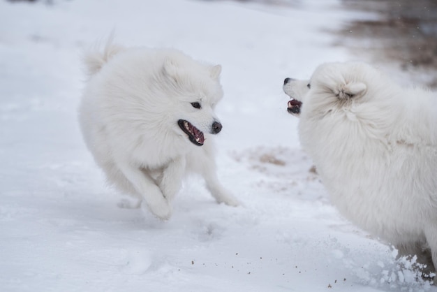 Dois cães brancos Samoieda estão correndo na praia de neve na Letônia