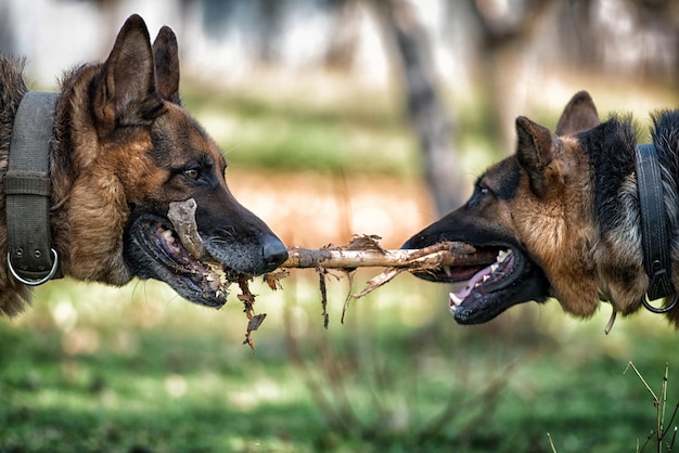 Dois cães brincando com uma vara