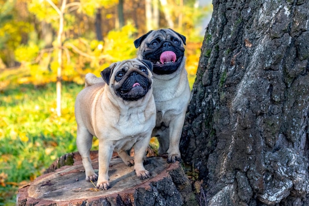 Dois cães criam pug no parque outono em um toco