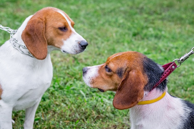 Dois cães da raça de cães da Estônia sentados frente a frente