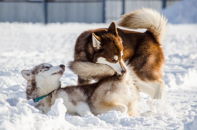 Dois cães da raça Husky siberiano jogar uns com os outros. Cães Husky tem cor marrom casaco.