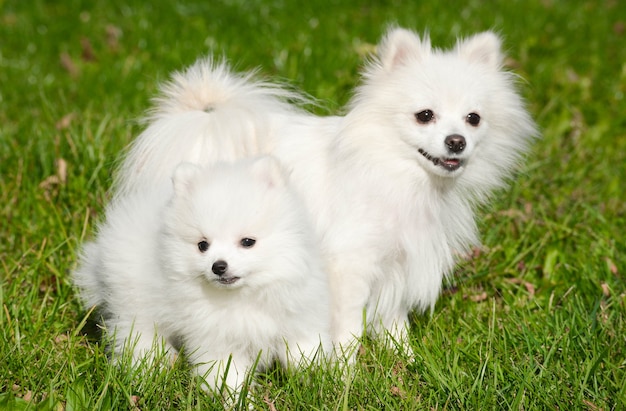 Dois cães da raça Pomeranian Spitz