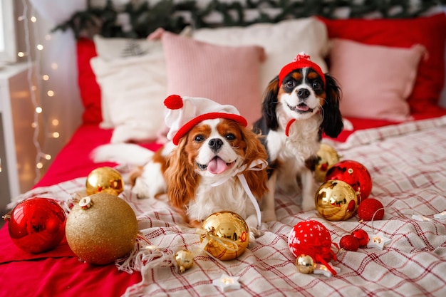 Dois cães de Cavalier King Charles Spaniel estão deitados no sofá com decorações de Ano Novo para a árvore de Natal Cão com bolas de Natal