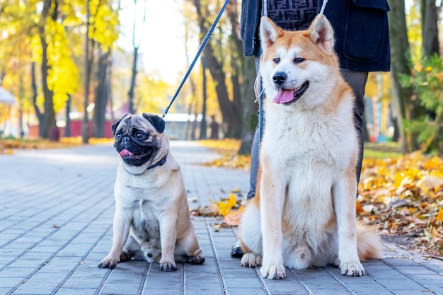 Dois cães de raça pug e akita no parque outono enquanto caminhavam perto de sua amante