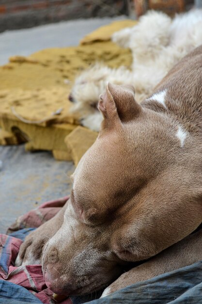 Dois cães de raças diferentes vivendo e compartilhando. Conceito de abandono ou adoção.
