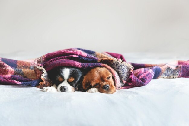 Dois cães dormindo juntos sob o cobertor quente