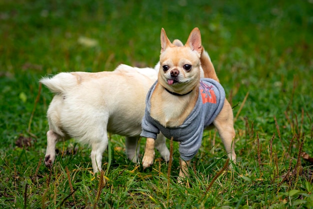 Dois cães engraçados da raça Chihuahua close-up no fundo de um campo verde.