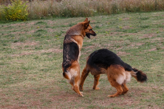 Dois cães estão brincando no prado.