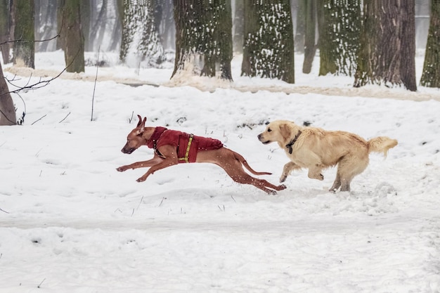 Dois cães estão correndo para a frente na neve no parque no inverno