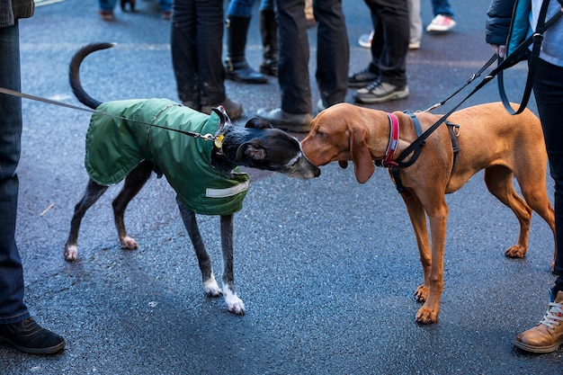 Dois cães farejam um ao outro. Cães da cidade andando