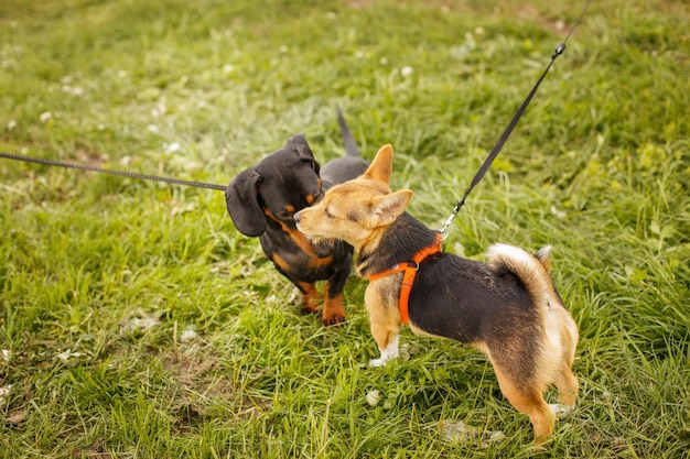 Dois cães farejando um ao outro do lado de fora em saudação