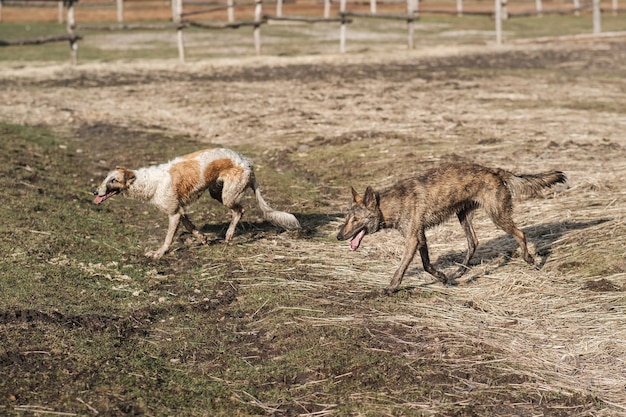 Dois cães hienas selvagens e um borzoi russo correm um atrás do outro em um campo no início da primavera Sunset