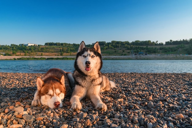 Dois cães huskies sorridentes fofos com bocas abertas Cães Husky Siberiano deitado na margem do rio à noite Copiar espaço