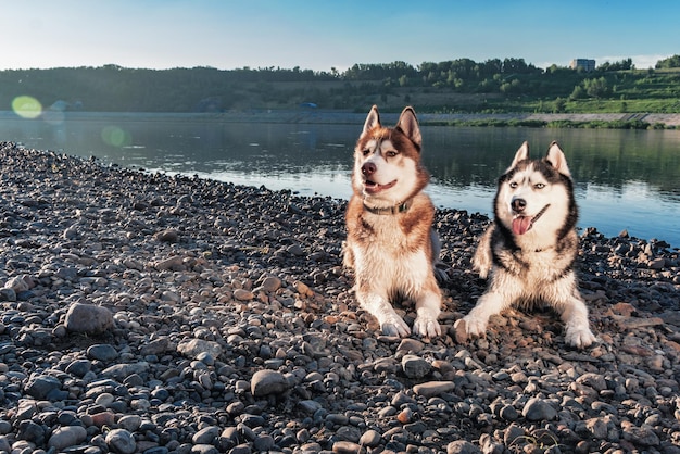 Dois cães huskies sorridentes fofos com bocas abertas cães Husky Siberiano deitados na margem do rio noturno