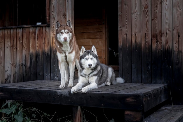 Dois cães husky na varanda de madeira de uma casa rural